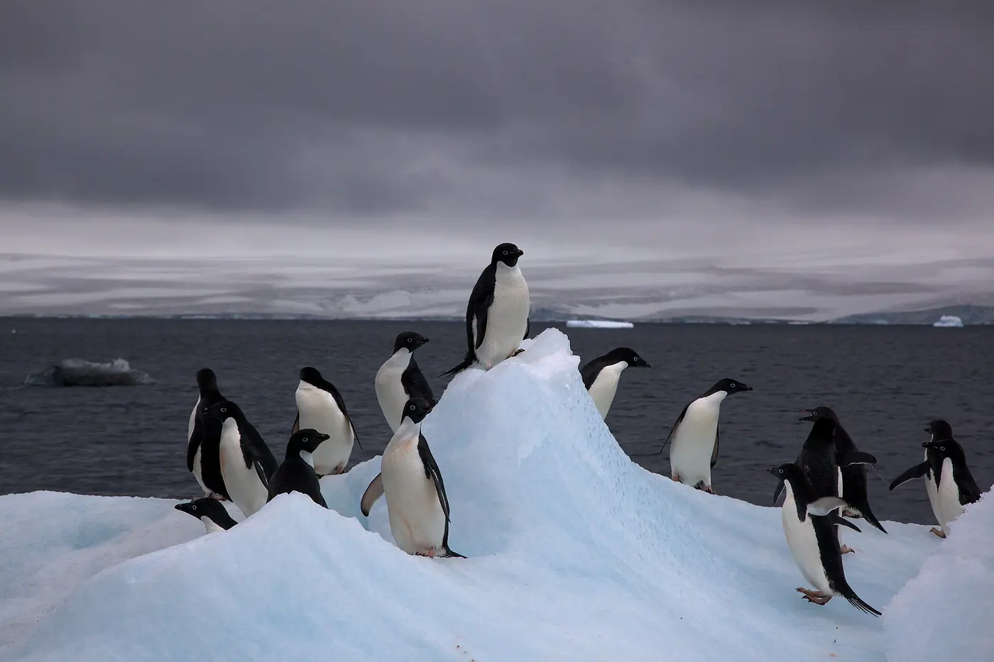 Photo: Jason Auch (CC BY 2.0) Adélie penguins on an iceberg