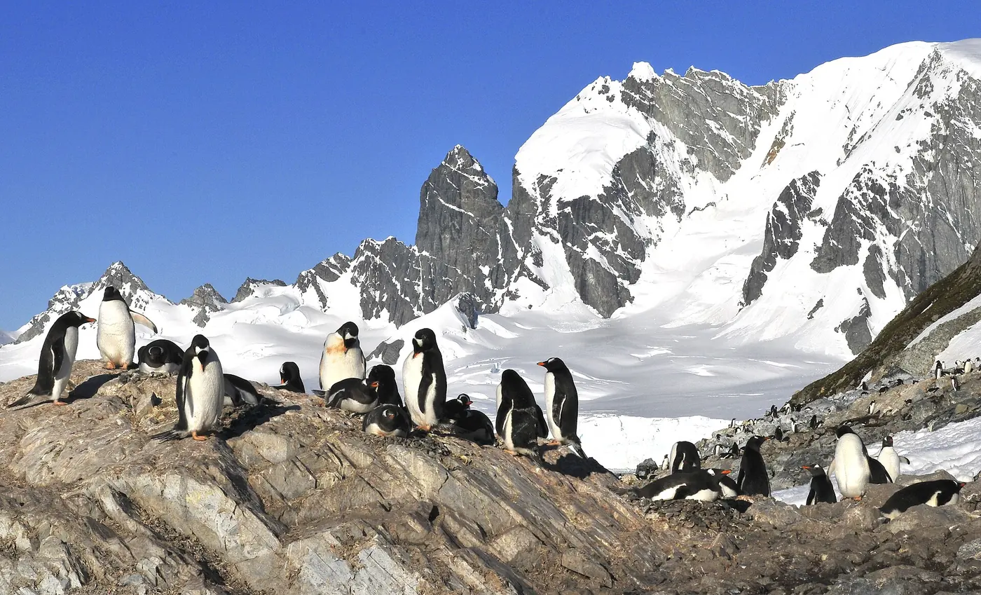 Photo: LBM1948 (CC BY-SA 4.0) Gentoo penguins on Cuverville Island