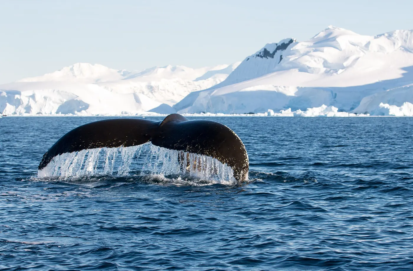 Photo: Gary Bembridge (CC BY 2.0) A humpback whale fluke in Wilhelmina Bay