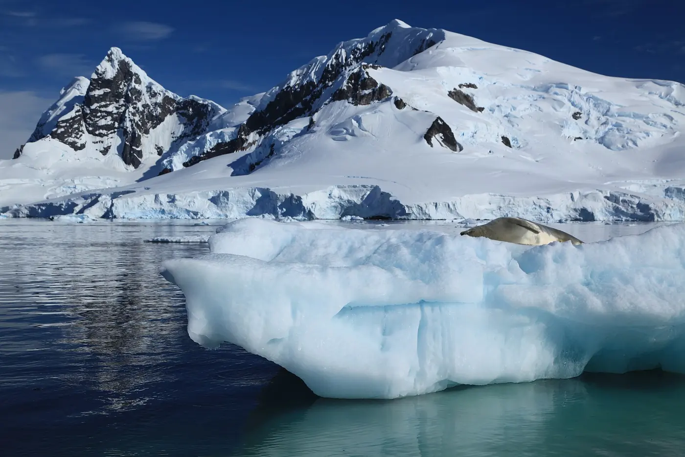 Photo: Liam Quinn (CC BY-SA 2.0) A crabeater seal on an iceberg in Paradise Harbour