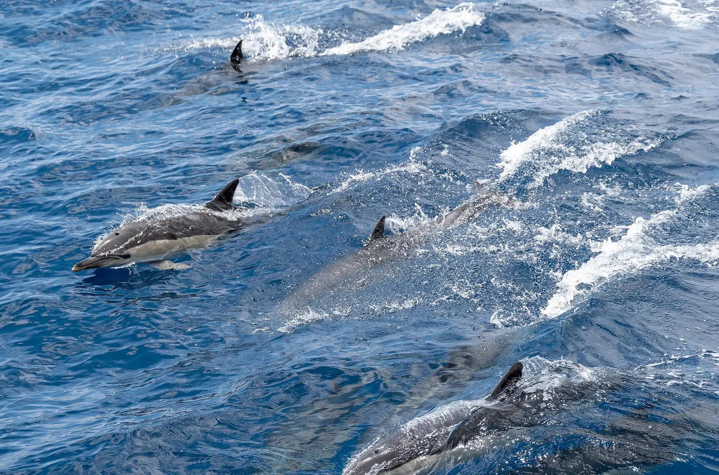 Common dolphins off São Miguel