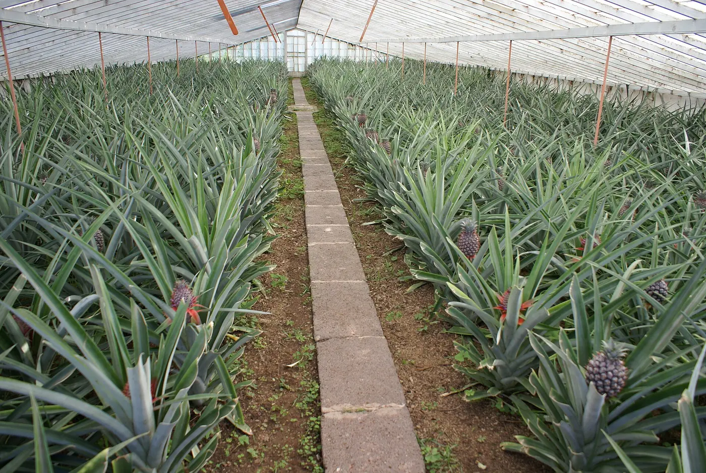 A pineapple greenhouse at Fajã de Baixo, Ponta Delgada