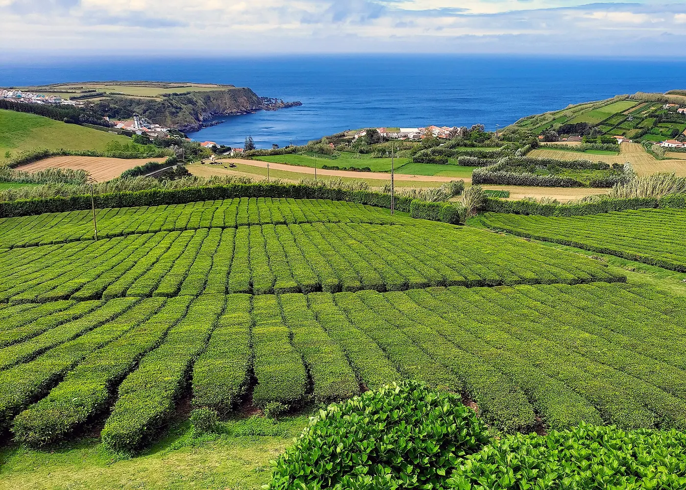 Tea fields above the sea at Porto Formoso