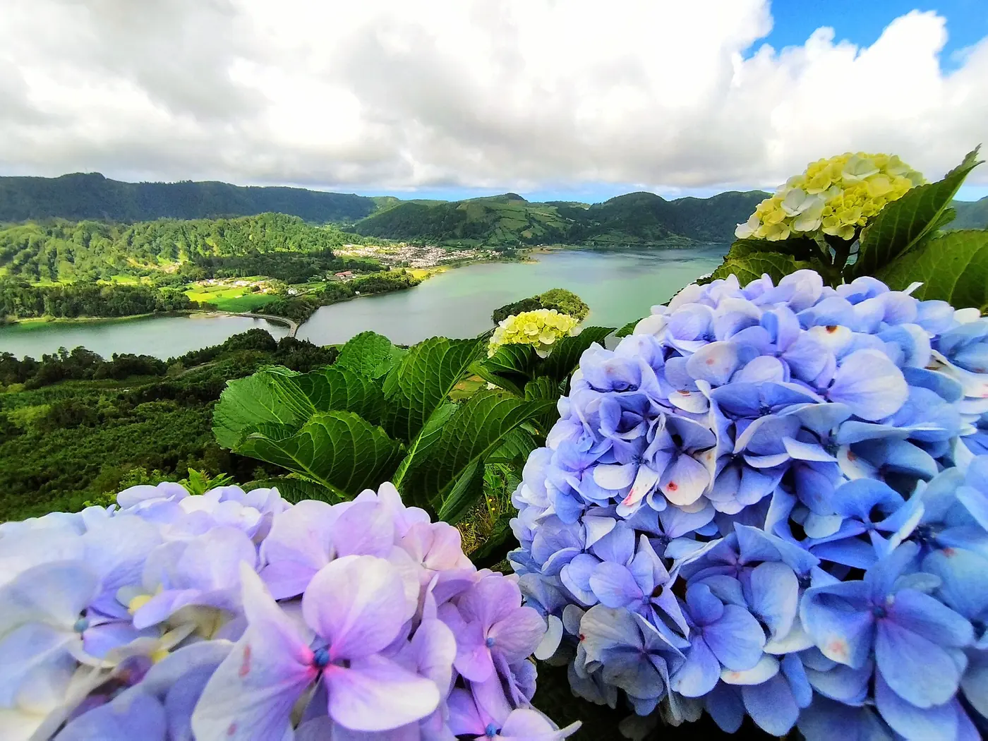 Hydrangeas above the lakes at Sete Cidades
