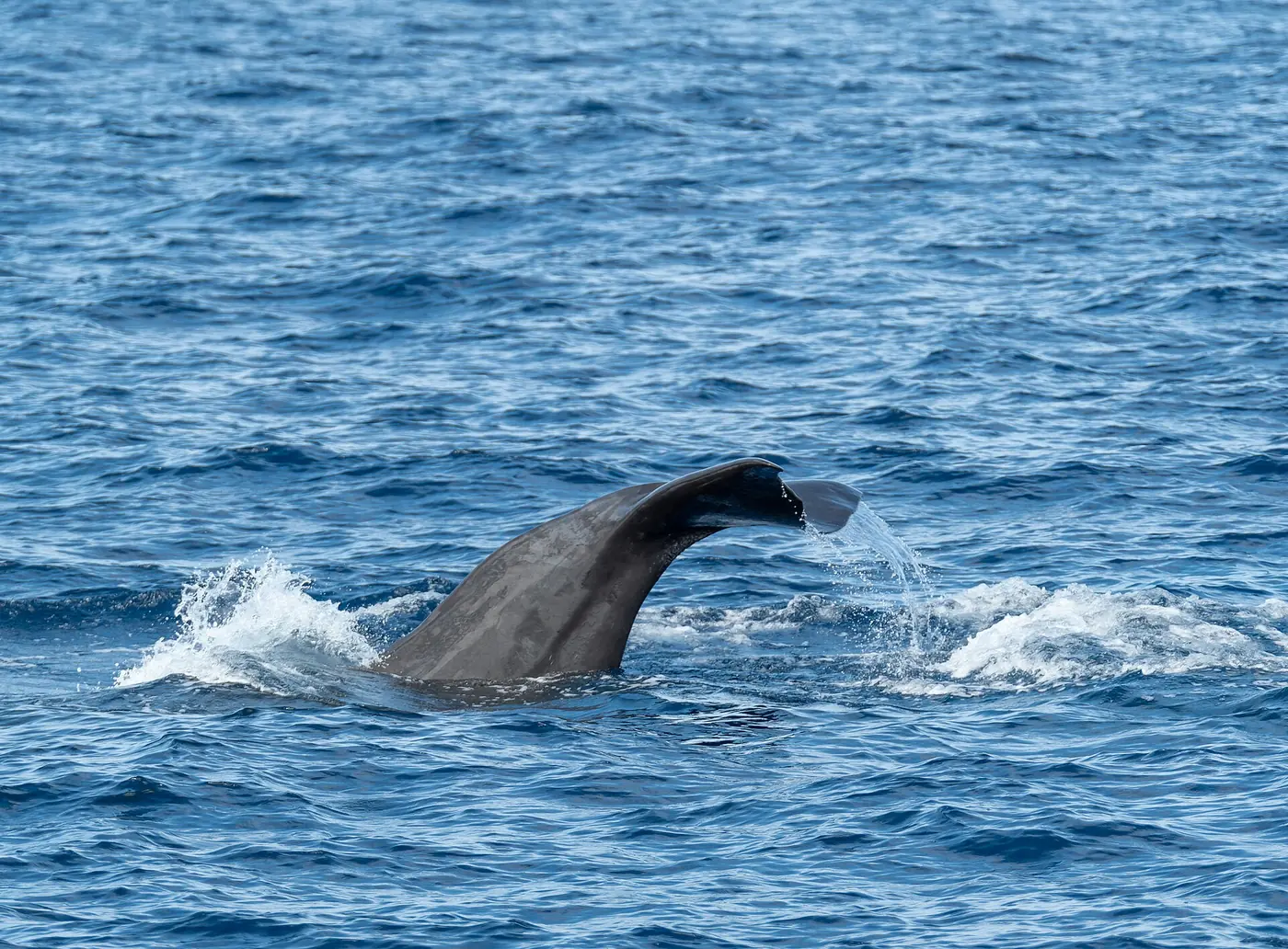 A sperm whale diving off São Miguel