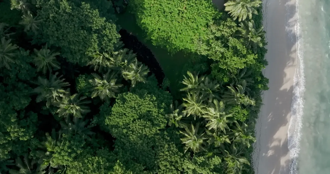 Palms and a long beach on Laucala Island, seen from above