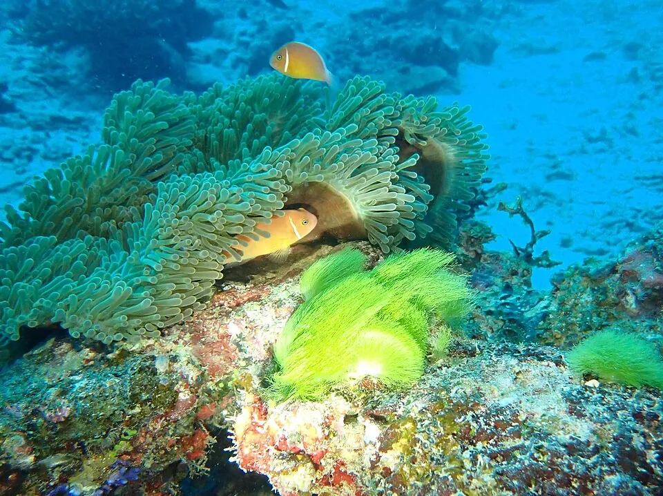 A magnificent sea anemone off Taveuni