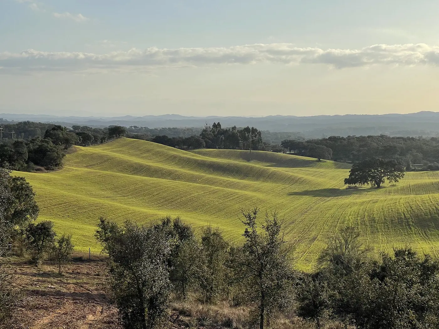 Green fields and cork oaks near Cercal, Alentejo